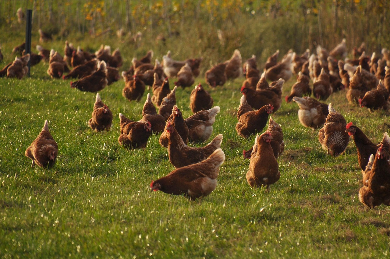 Broiler Chickens